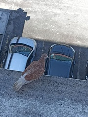 Columba livia domestica