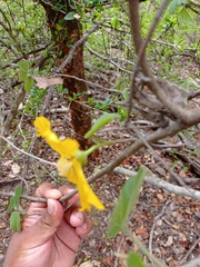 Bakeridesia pittieri