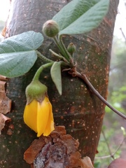 Bakeridesia pittieri