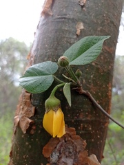 Bakeridesia pittieri