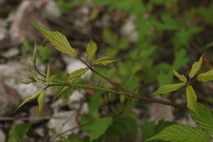 Rubus ibericus
