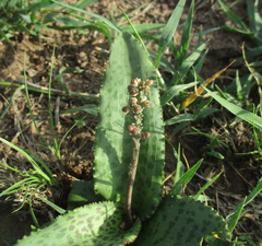 Drimiopsis