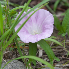 Calystegia pubescens