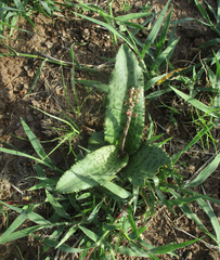 Drimiopsis