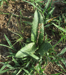 Drimiopsis