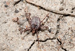 Amblyomma triguttatum