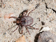 Amblyomma triguttatum