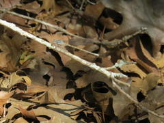 Argia immunda