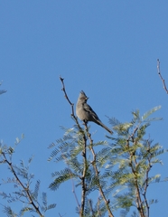 Phainopepla nitens
