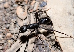 Rhytidoponera punctiventris