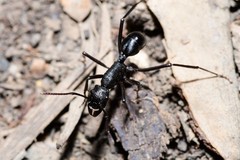 Rhytidoponera punctiventris