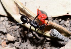 Rhytidoponera punctiventris