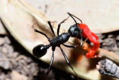 Rhytidoponera punctiventris