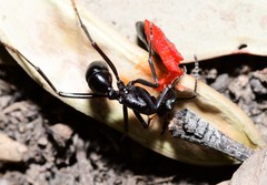 Rhytidoponera punctiventris