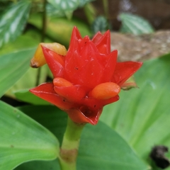 Costus productus