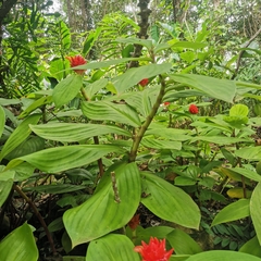 Costus productus