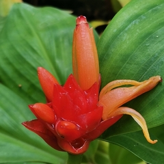 Costus productus