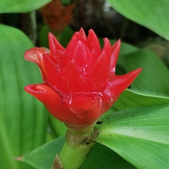 Costus productus