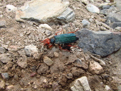 Eupompha fissiceps