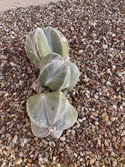 Astrophytum