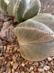 Astrophytum