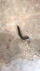 Asiomorpha coarctata