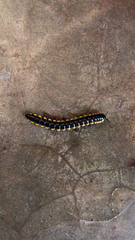 Asiomorpha coarctata