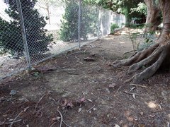 Ganoderma multipileum