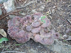 Ganoderma multipileum