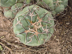 Coryphantha poselgeriana