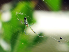 Leucauge blanda
