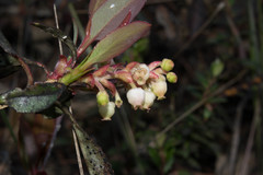 Arbutus occidentalis