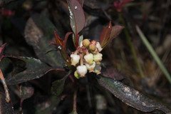 Arbutus occidentalis