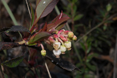 Arbutus occidentalis