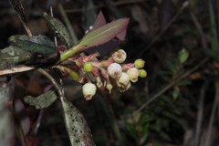 Arbutus occidentalis