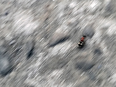 Eotrogaspidia auroguttata