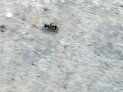 Eotrogaspidia auroguttata