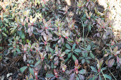 Arbutus occidentalis