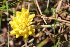 Conostylis aculeata aculeata