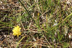 Conostylis aculeata aculeata