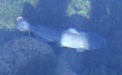 Ictalurus lupus