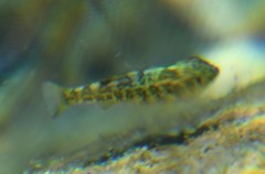 Cyprinodon elegans