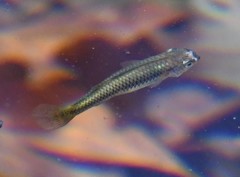 Gambusia nobilis