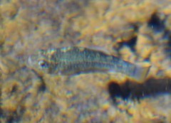 Cyprinodon elegans