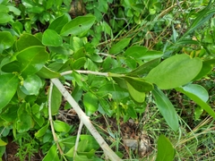 Canthium suberosum