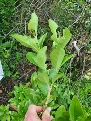 Canthium suberosum