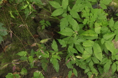 Anthriscus schmalhausenii