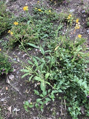 Asclepias curassavica