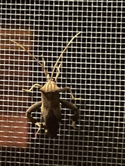 Melucha quadrivittis