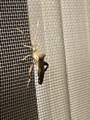 Melucha quadrivittis